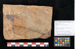 Foto (Objekt + Etikett) von Taeniopteris moravica Ettingshausen (NHMW-GEO-2024-0188-10932)